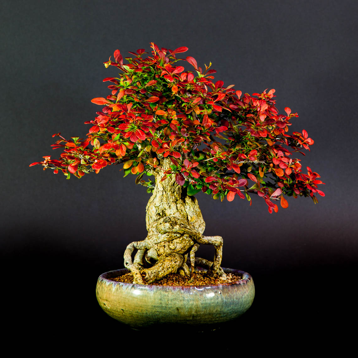 20160501_Bonsai-37-edit
