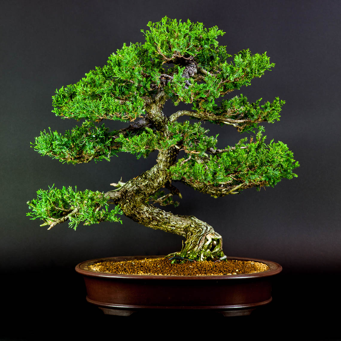 20160501_Bonsai-62-edit