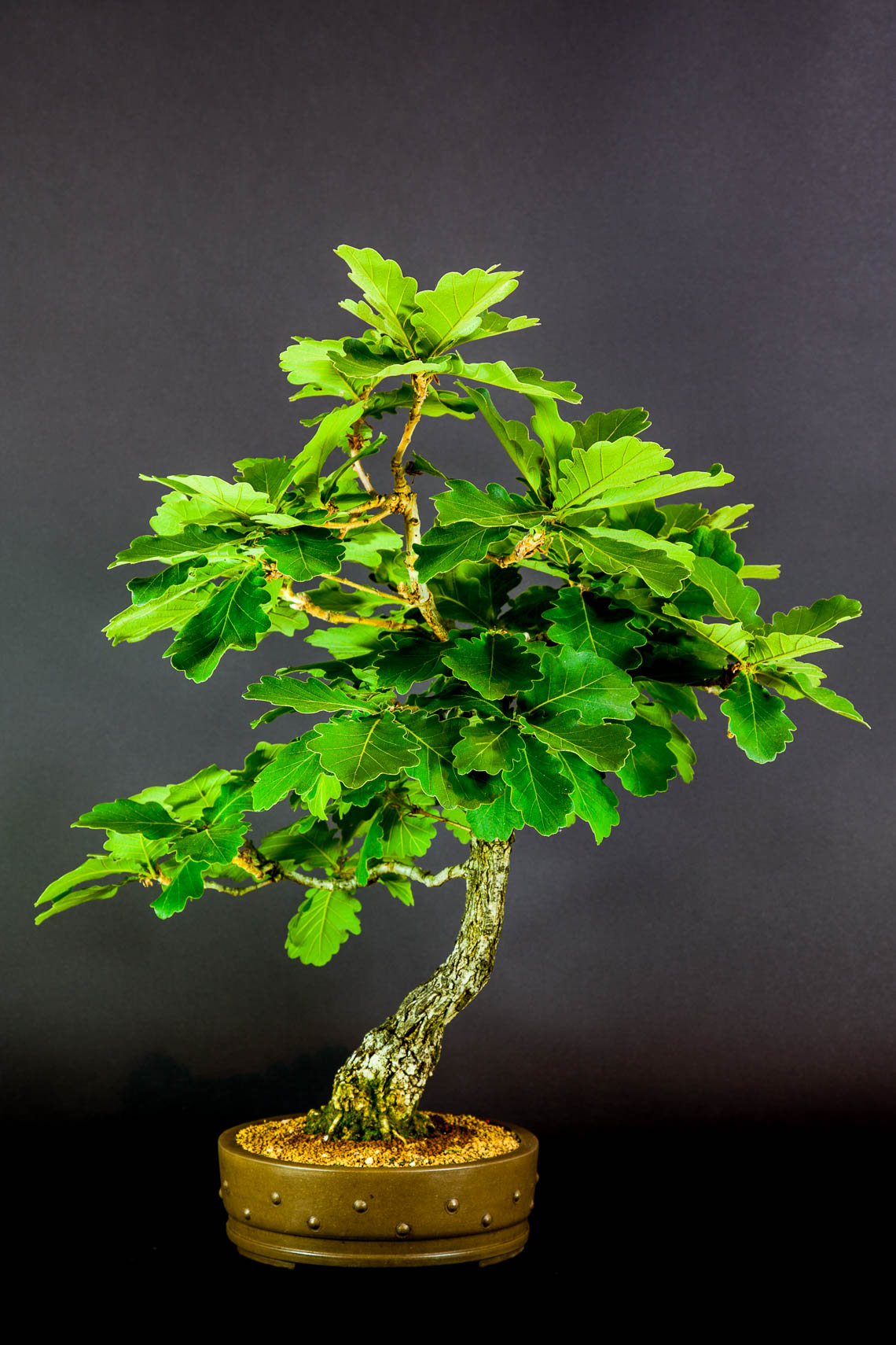 20160501_Bonsai-7-edit