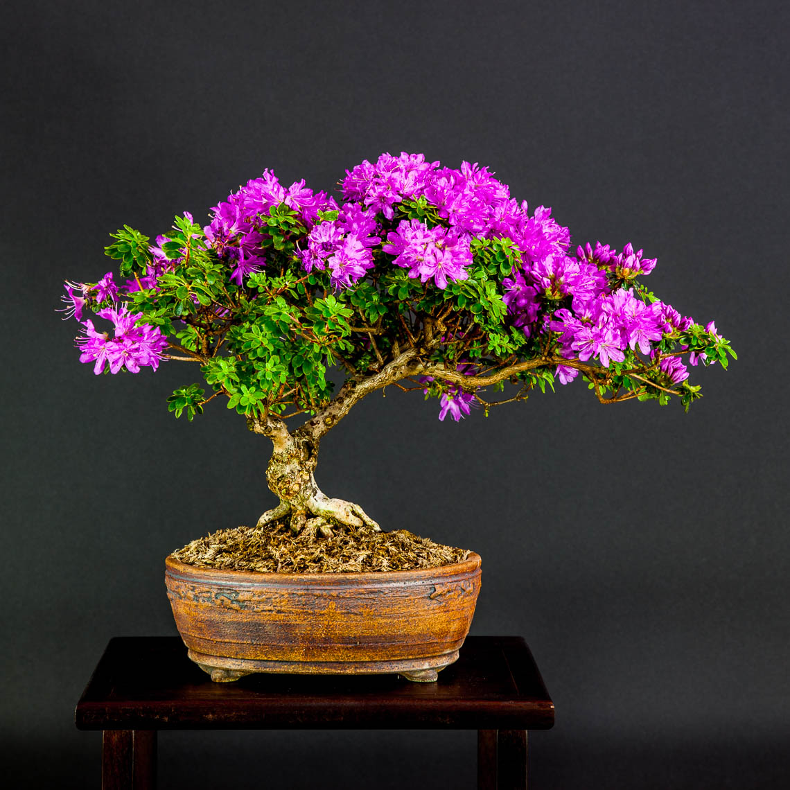 20160501_Bonsai-76-edit