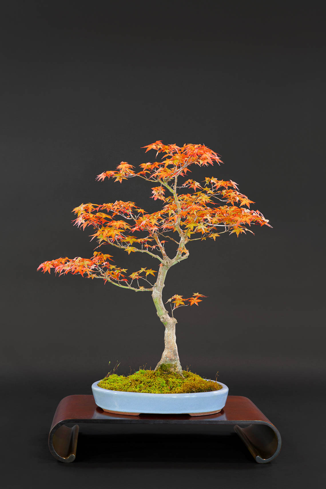 20180422_Bonsai-127-edit