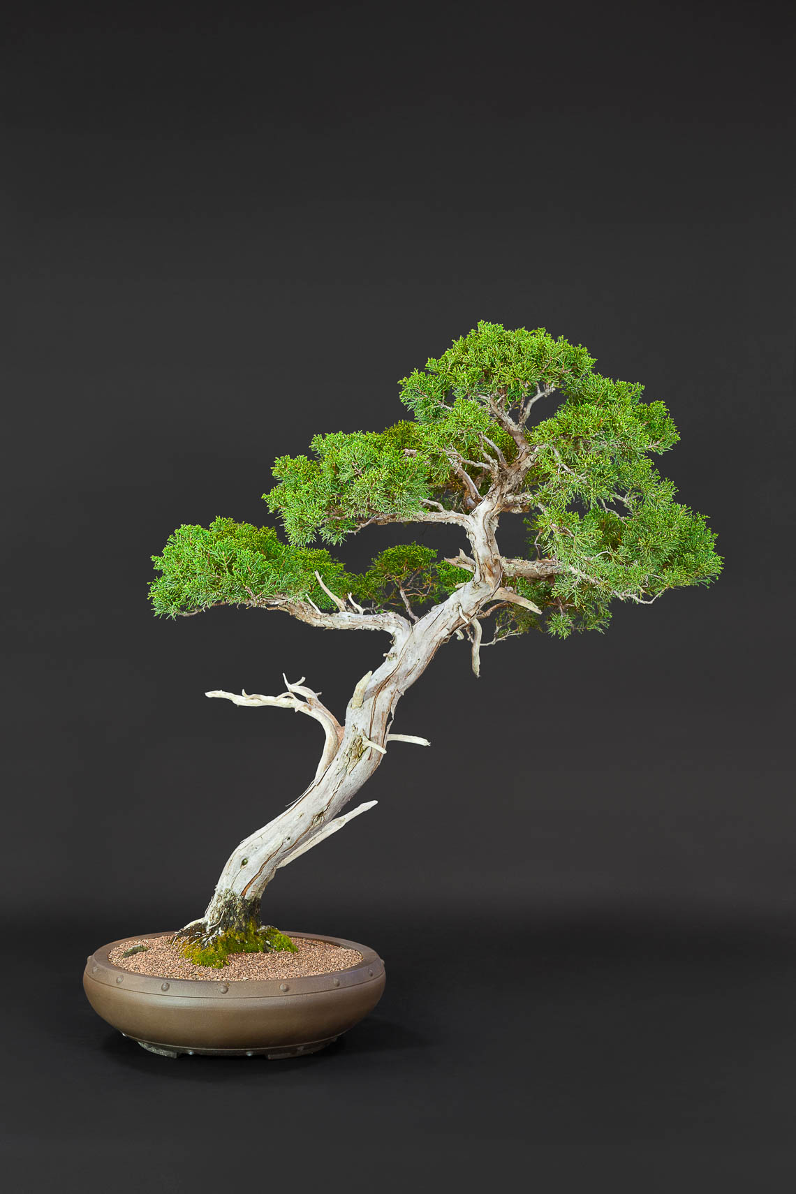 20180422_Bonsai-37-edit
