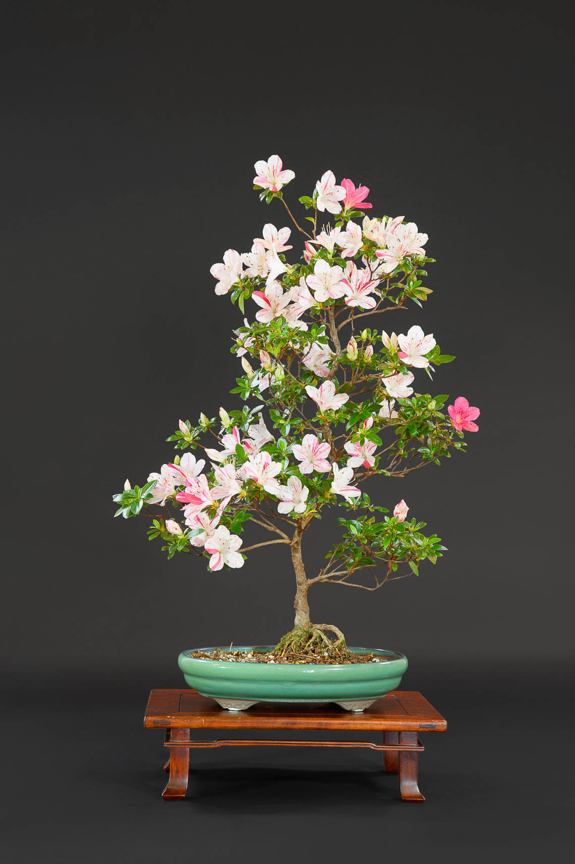 20180422_Bonsai-70-edit